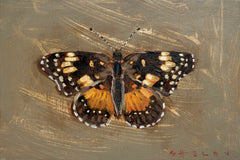 Bordered Patch Butterfly