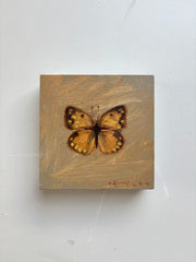 Orange Sulphur Butterfly