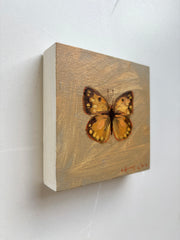 Orange Sulphur Butterfly