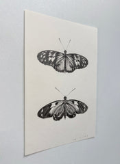 Tiger Longwing Butterflies