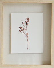 Acorn Study 4