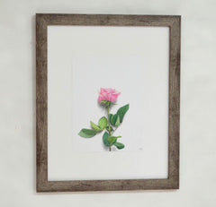 Rose Study