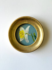 Daffodil xiii
