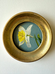Daffodil xiii