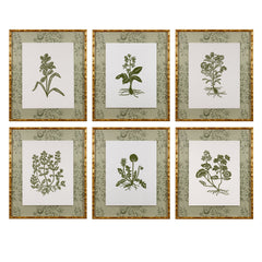 Botanical 39