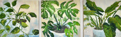 Philodendron