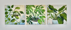 Philodendron