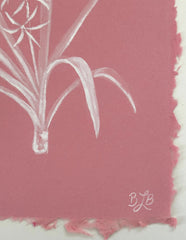 Crinum Lily