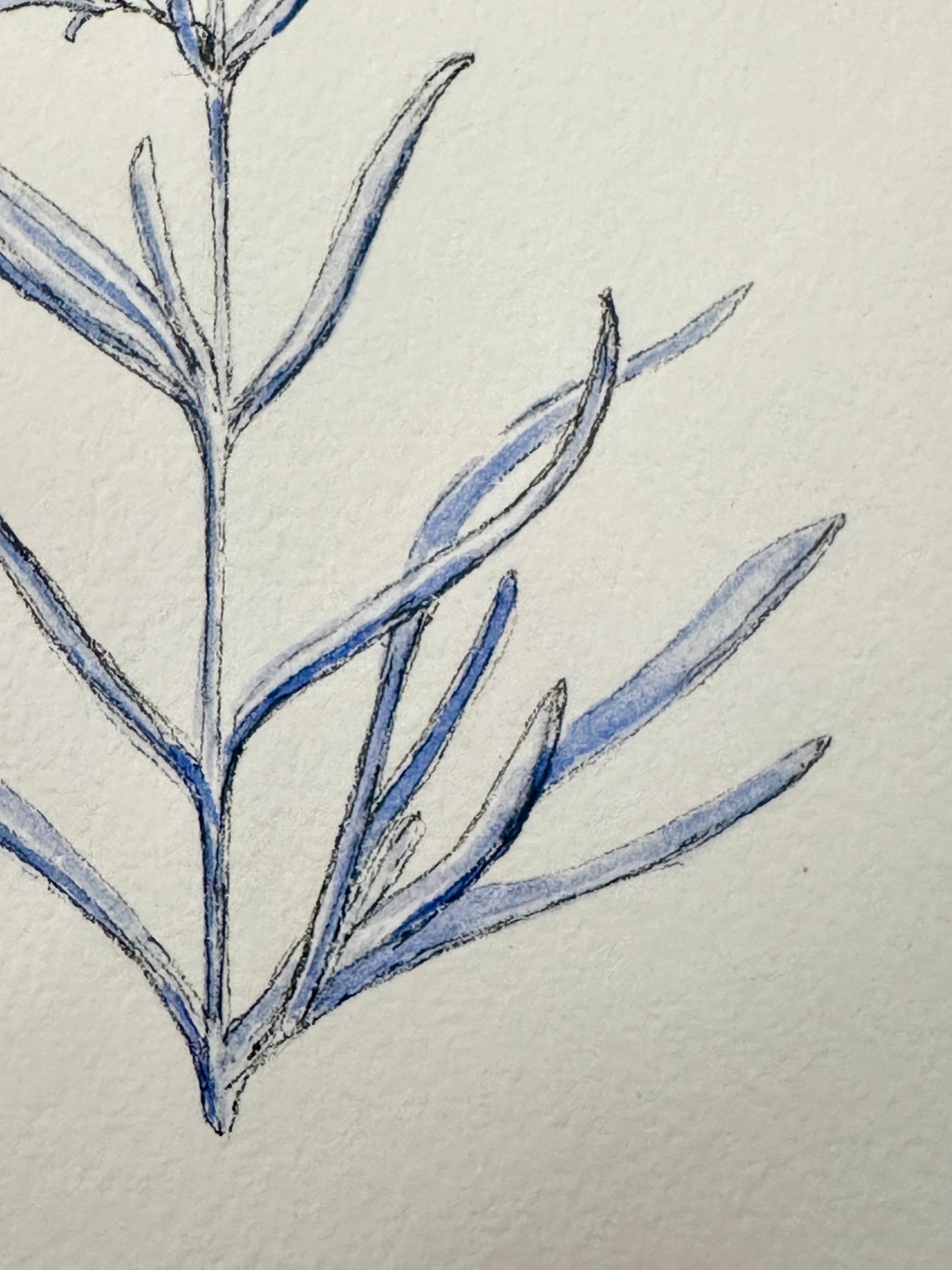 Penstemon