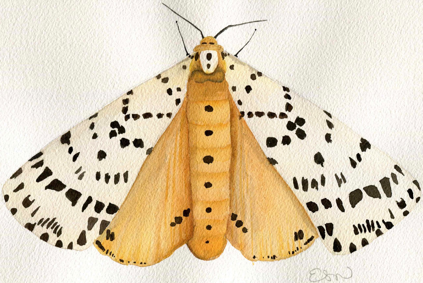 Moth
