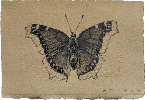 Mourning Cloak Butterfly