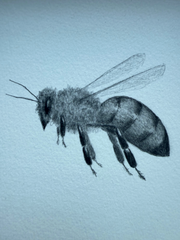 Little Bee 1