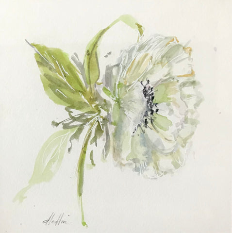Anemone