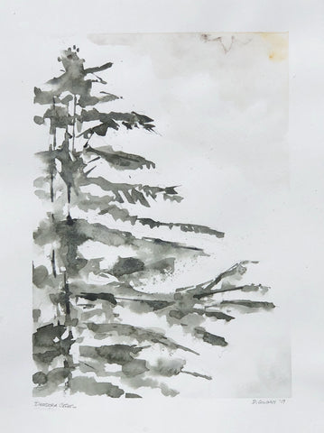 Deodora Cedar