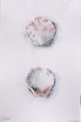 Scallop - Spotted