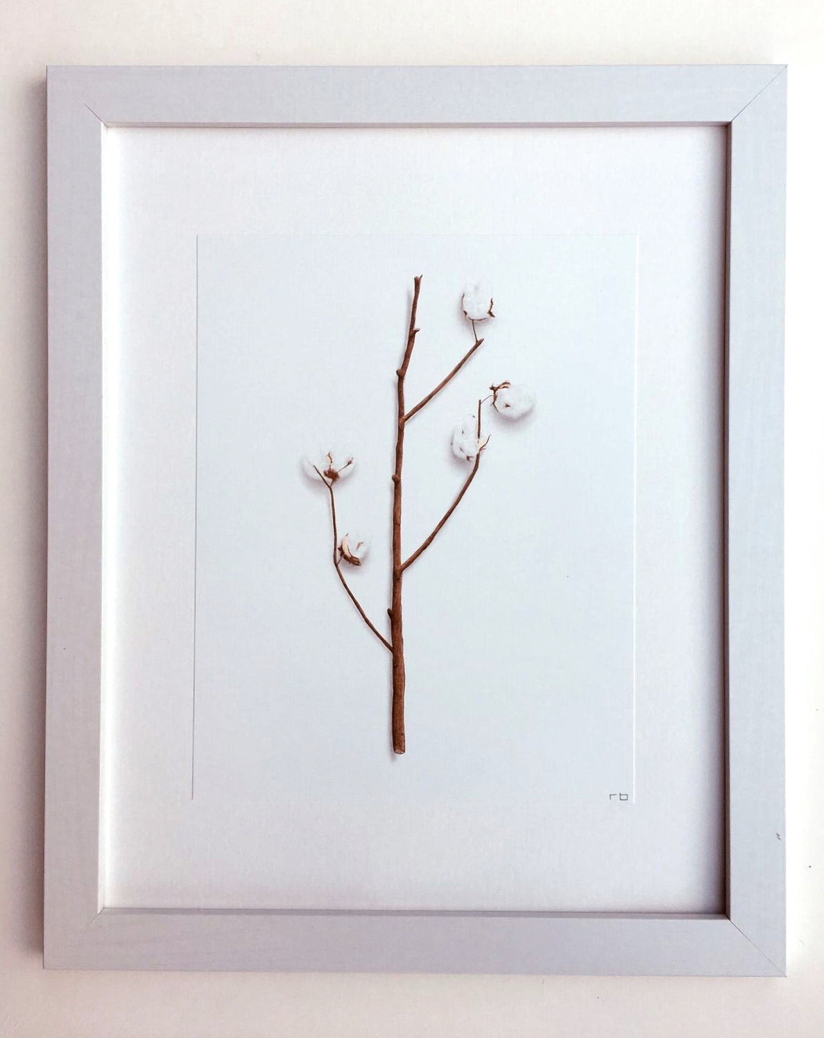 Cotton Study 1
