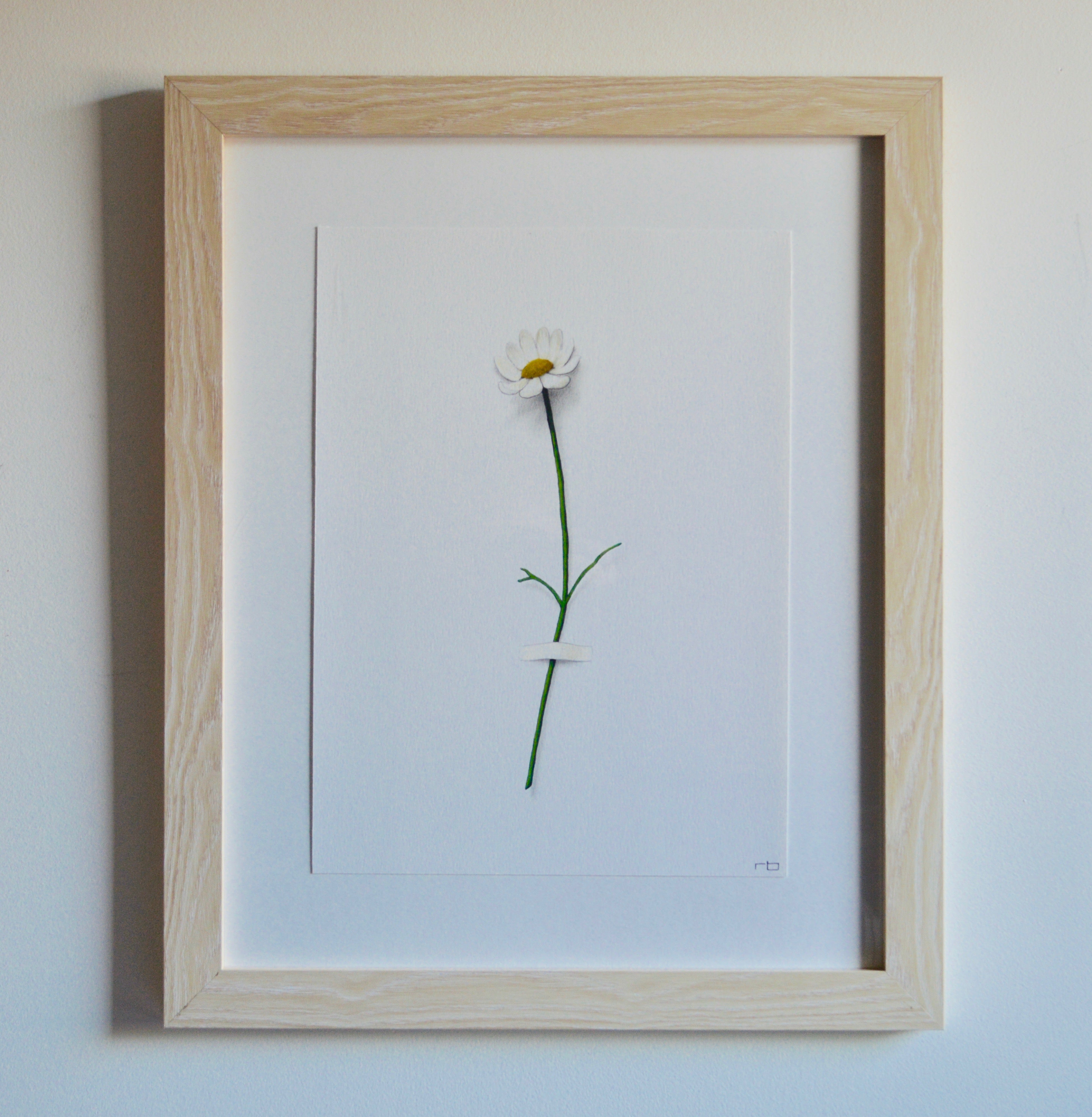 Daisy Flower