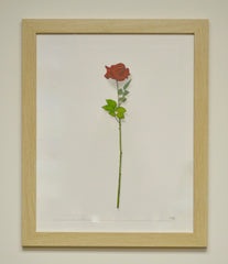 Rose Study